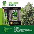 IGROWCAN - Royal Gorilla Auto